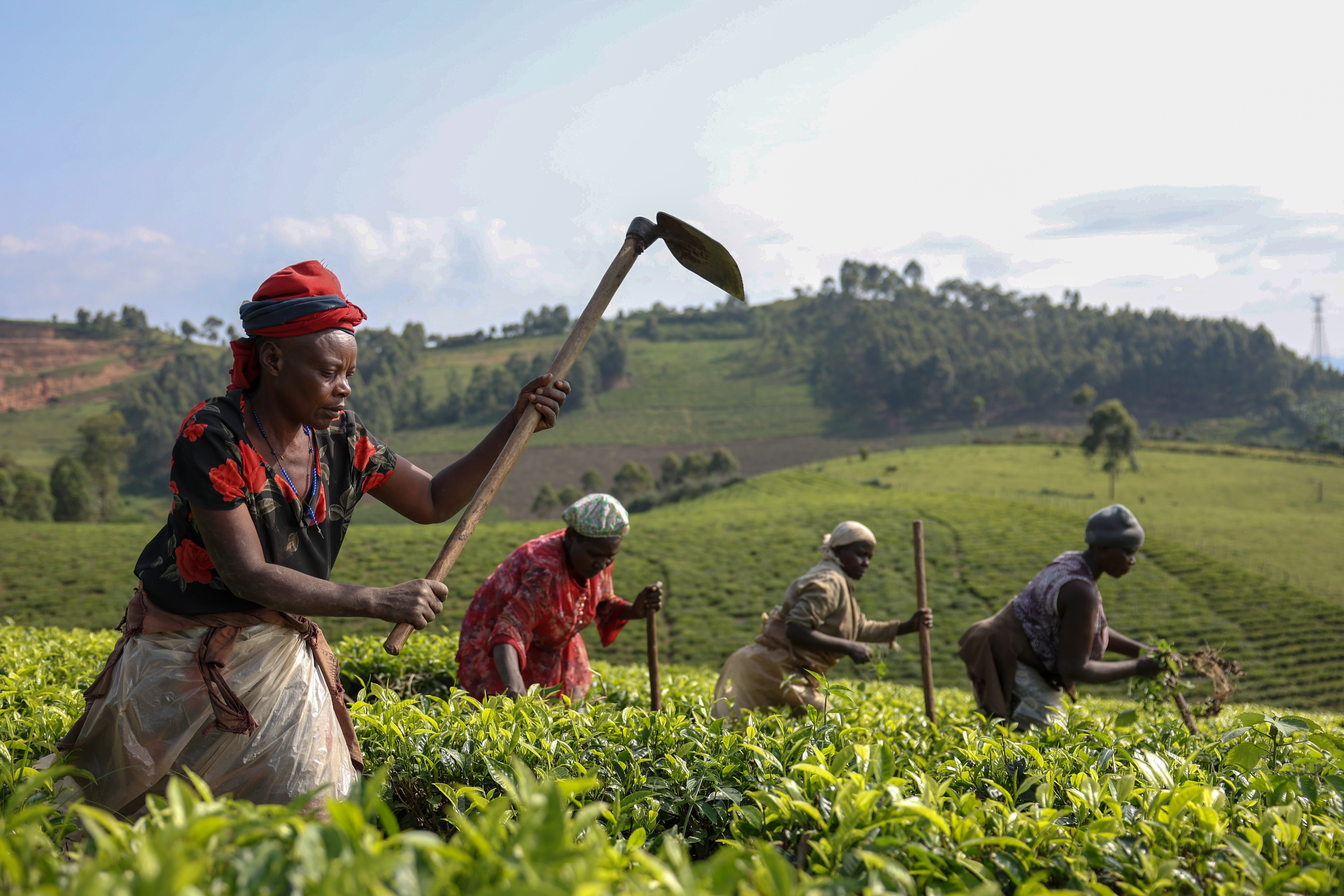 Kyamuhunga Tea Company Fields