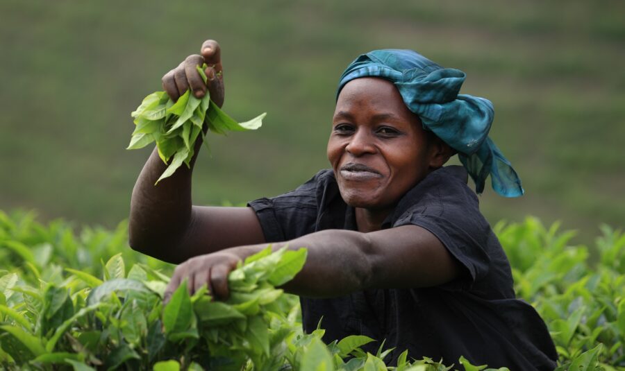 VIDEO: Buhweju Tea Factory: Taking energy efficiency to scale